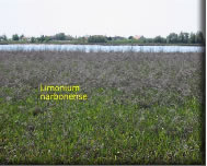 Salt marsh
