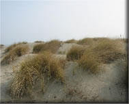 The beach
