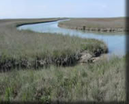 Salt marsh 360°