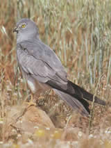 Montagu's Harrier