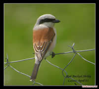 Red-backed shrike