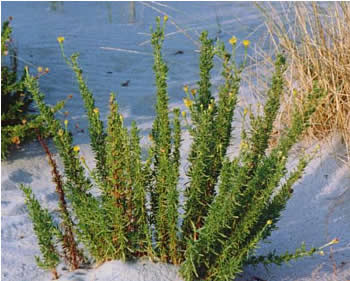 Golden samphire (photo: WWF Ravenna)
