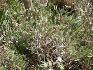 Sea purslane (Halimione portulacoides)