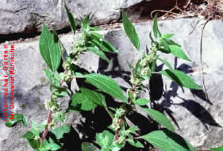 Parietaria (Parietaria officinalis)