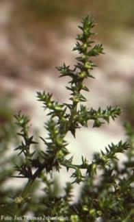Russian thistle (photo: Jan Thomas Johansson)