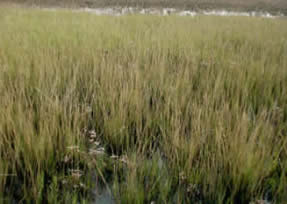 Common cord grass (Spartina maritima)