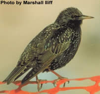 Storno (Sturnus vulgaris)