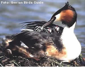 Great crested grebe (Podiceps cristatus)