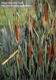 Narrow leaf cattail