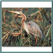 purple heron 