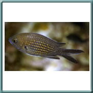 damselfish 