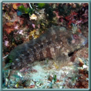 tompot blenny 