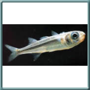 big-scale sand smelt 