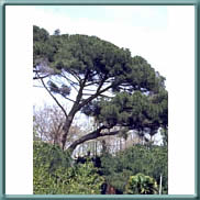 stone pine