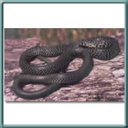 dark green snake