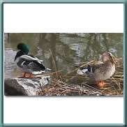 mallard 