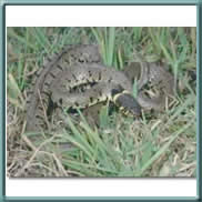 grass snake