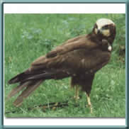 marsh harrier 