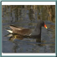 common moorhen 