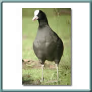common coot 