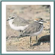 kentish plover 
