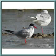 common tern 
