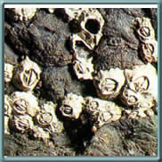 poli's stellate barnacle