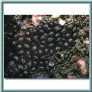 star ascidian 