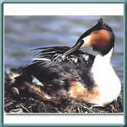 great crested grebe 