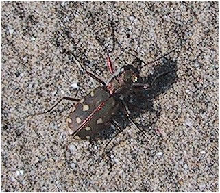 Cicindela (foto: Scuola Media Statale Vettor Pisani, Venezia)