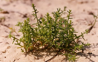 Salsola kali (foto: Erick Dronnet)