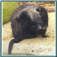 nutria