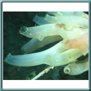 ascidia lunga