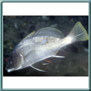 corvina