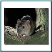 ratto delle chiaviche