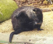 Nutria