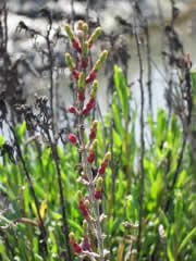 Salicornia (Sarcocornia fruticosa)