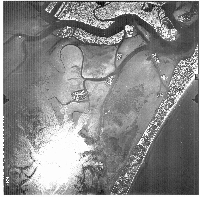 IGMI1955_568
